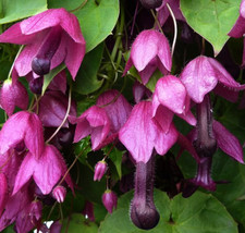 50 Semi Di Fiori Erotici