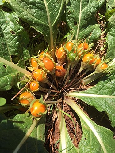 Mandragora autunnale