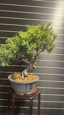 Bonsai ginepro kishu - ginepro, n12