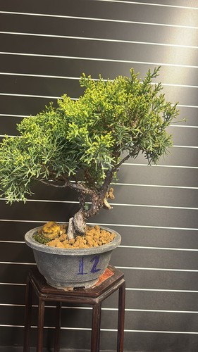 Bonsai ginepro kishu n12 - bonsai,