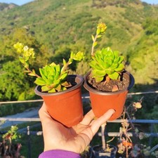 ?1 Vaso Ø 9 Cm Pianta SEDEVERIA LETIZIA Bella Elegante ?❤️+ 1 Omaggio