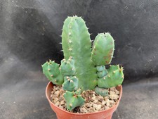 EUPHORBIA RESINIFERA VIVAIO IL