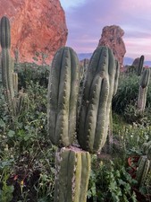 Pachanoi, San🌵Pedro 50CMS