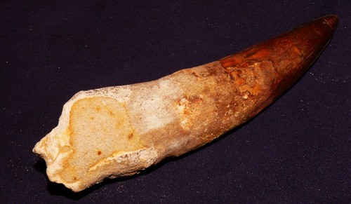 Dente dinosauro - dente,