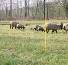 RETE ELETTRIFICABILE PER OVINI