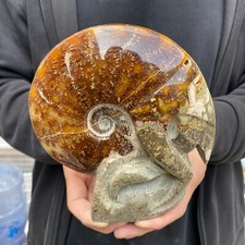 Conchiglia fossile di ammonite