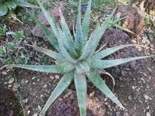 10 semi di aloe esculenta, semi erba e succulenta + SPEDIZIONE GRATUITA