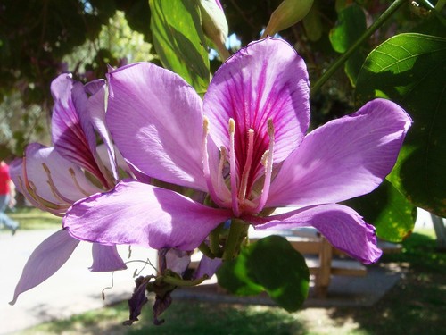 Bauhinia variegata semi - variegata,