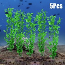 5 x Pianta Erba Verde