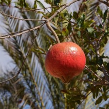 Pianta frutto melograno - da,