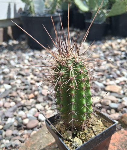 Echinocereus arizonicus