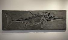 Ichthyosaurus - Replica