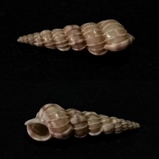 Epitoniidae, Epitonium