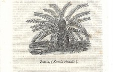 Stampa antica PIANTA ZAMIA CYCADIS Encephalartos Cosmorama 1842 Antique print