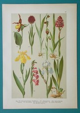 FIELD FLOWERS 1896 Color Litho