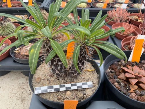 116 pachypodium lamerei - 116,