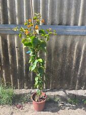 Piante di Bouganville, colori