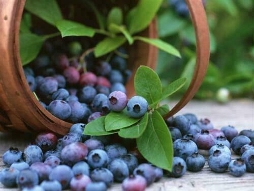 Vaccinium myrtillus mirtillo - myrtillus,