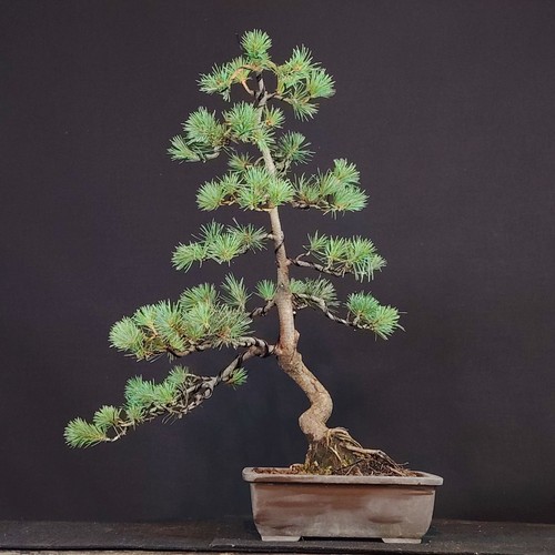 Bonsai pinus parviflora - bonsai,