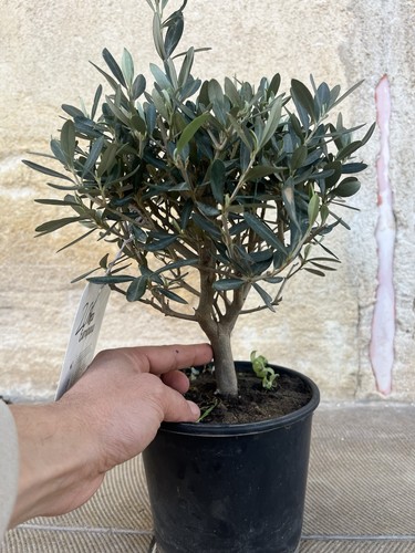Bonsai olivo sicilia - olivo, olea