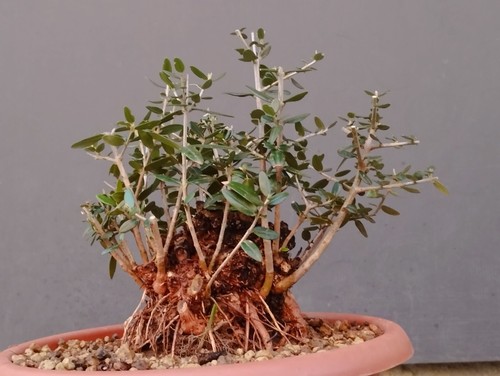 Bonsai olivastro robusta - olivastro,