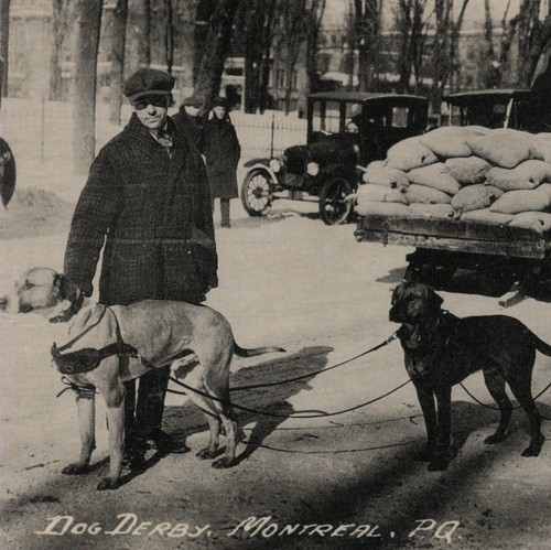 Cartolina sled dog derby race - sled,