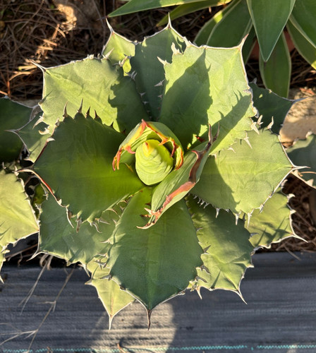 Agave titanota hybrid - hybrid,