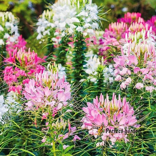 200 semi cleome - cleome, di