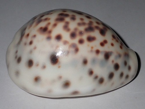 Cypraea tigris pardalis - cypraea,