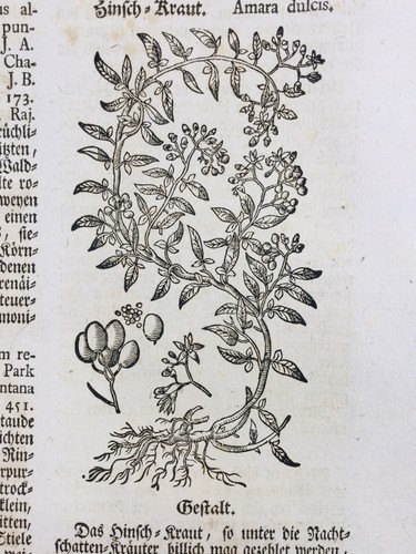 Amara dulcis 1744 caprifoglio - amara,