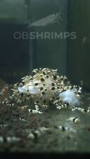 10 Caridine Cantonensis Crystal Black PBL + omaggio superfood/ caridine acquario