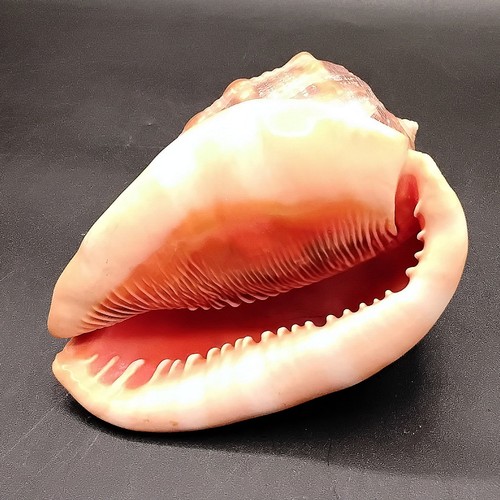 Seashell cypraecassis rufa red - rufa,