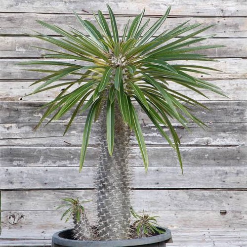Pachypodium lamerei palma - lamerei,