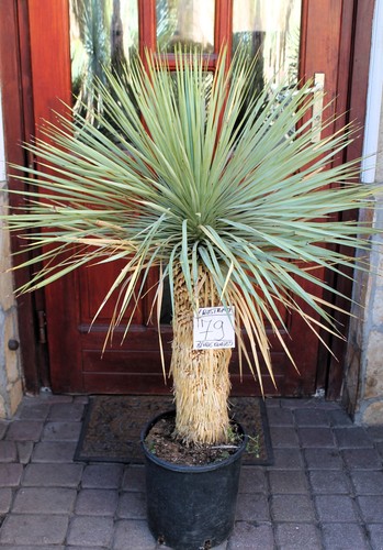 Yucca rostrata dal messico - rostrata,