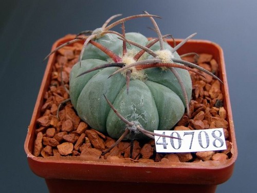Echinocactus horizonthalonius