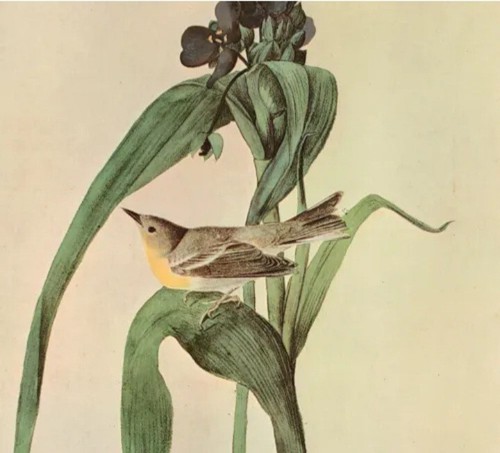 John james audubon pine - james,