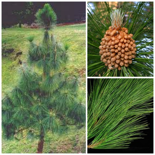 Semi pinus roxburghii - semi,