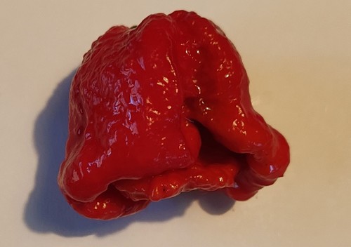 Semi peperoncino jay red - di,