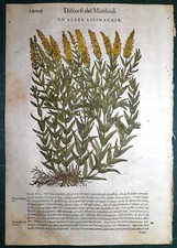 Stampa antica MATTIOLI MATTHIOLI erbario LYSIMACHIA botanica 1585 Antique print