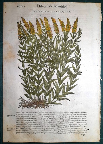 Stampa antica mattioli - stampa,