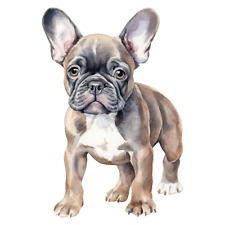 2 adesivi auto Bulldog