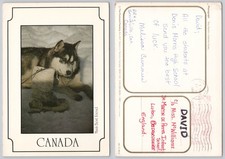 x03880 Husky sled dog   Canada  postcard 1988 meter