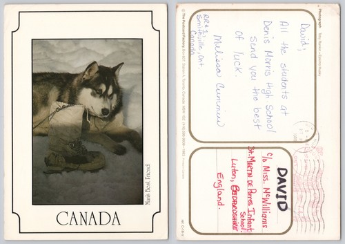 X03880 husky sled dog - ,
