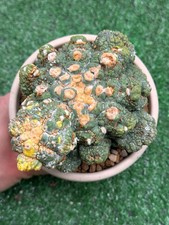 ASTROPHYTUM GODZILLA