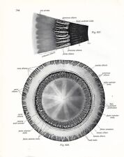 Stampa antica ANATOMIA dell' OCCHIO oculista medicina Sobotta 1931 Antique print