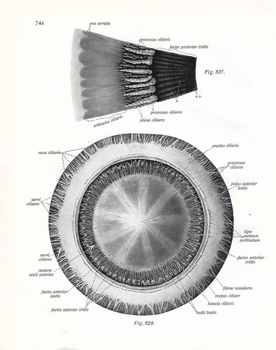 Stampa antica anatomia dell - stampa, dell'