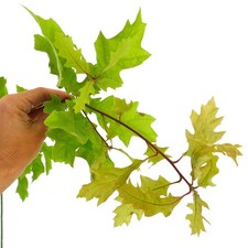 Quercus shumardii | quercia shumard | quercia rossa meridionale - quercia shumarda | rosso sud