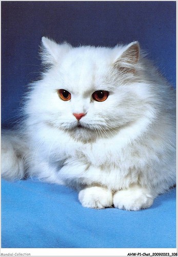Ahwp1 0055 gatto persiano - ahwp1-0055,