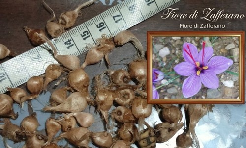 Piccoli bulbi zafferano - bulbi,