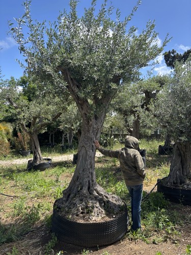 Pianta olivo anni altezza - pianta,